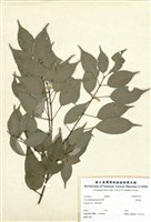 藏品(樟葉槭)的圖片